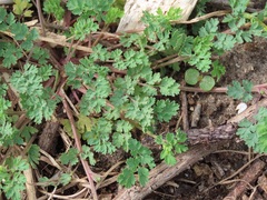 Corydalis micrantha
