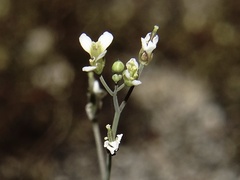 Arabidopsis