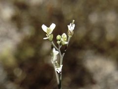 Arabidopsis