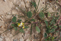 Tripodion tetraphyllum