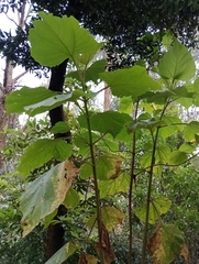 Smallanthus pyramidalis