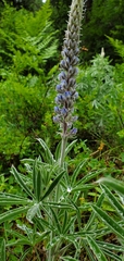Lupinus leucophyllus
