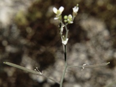 Arabidopsis