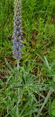 Lupinus leucophyllus