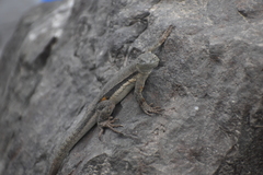 Microlophus peruvianus