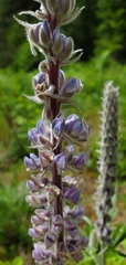 Lupinus leucophyllus