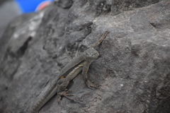 Microlophus peruvianus