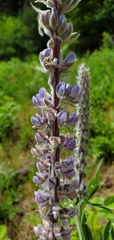 Lupinus leucophyllus