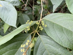 Callicarpa formosana formosana