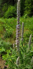 Lupinus leucophyllus
