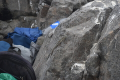 Microlophus peruvianus