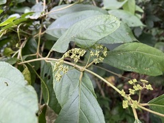 Callicarpa formosana formosana