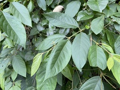 Callicarpa formosana formosana