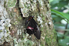 Heraclides anchisiades