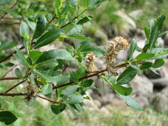 Salix monticola