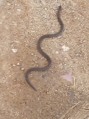 Oligodon sublineatus