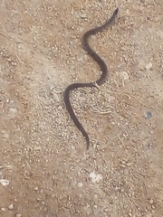 Oligodon sublineatus