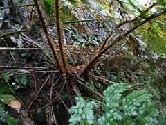 Polystichum parvipinnulum