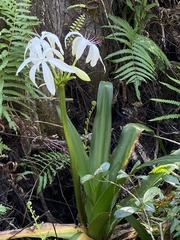 Crinum americanum