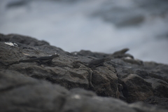 Microlophus peruvianus