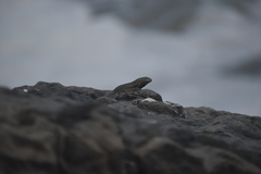 Microlophus peruvianus