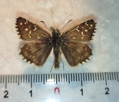 Pyrgus alveus