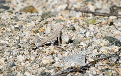 Callisaurus draconoides rhodostictus