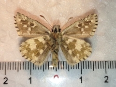 Pyrgus alveus