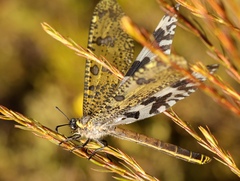 Palpares speciosus