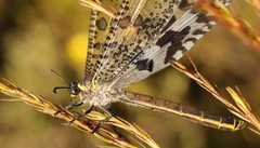 Palpares speciosus