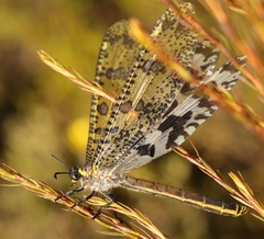 Palpares speciosus