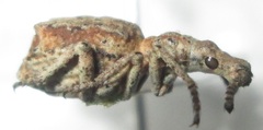 Episus