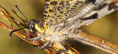 Palpares speciosus