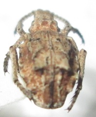 Episus