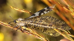 Palpares speciosus