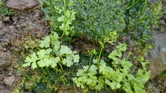 Anogramma leptophylla