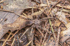 Dolomedes nigrimaculatus