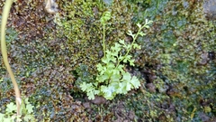 Anogramma leptophylla