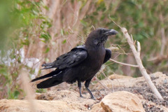 Corvus ruficollis