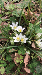 Ornithogalum umbellatum