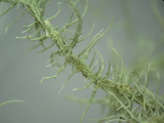 Usnea angulata