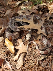 Pituophis melanoleucus mugitus