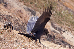 Corvus ruficollis