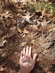 Pituophis melanoleucus mugitus