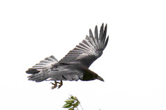 Corvus ruficollis
