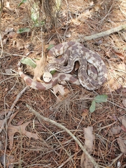 Pituophis melanoleucus mugitus