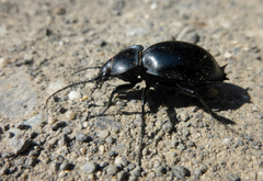 Carabus glabratus