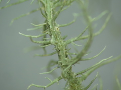 Usnea angulata