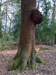 Agrobacterium radiobacter