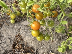 Solanum pimpinellifolium